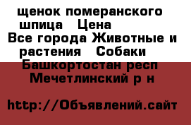 щенок померанского  шпица › Цена ­ 50 000 - Все города Животные и растения » Собаки   . Башкортостан респ.,Мечетлинский р-н